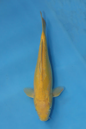 Doitsu Karashigoi koi EK7014 bred by Yamasan Koi Farm, 33cm Nisai Japanese koi with apple slice dorsal scales and creamy yellow skin