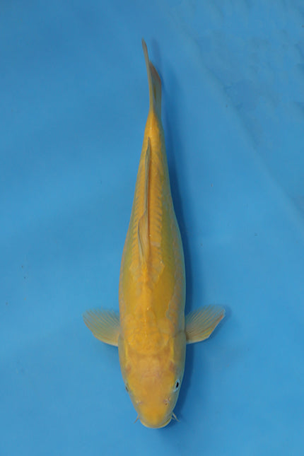 Doitsu Karashigoi koi EK7014 bred by Yamasan Koi Farm, 33cm Nisai Japanese koi with apple slice dorsal scales and creamy yellow skin