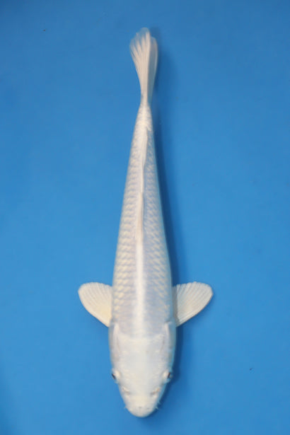 Purachina Ogon koi EK7015 bred by Yamasan Koi Farm, 33cm Nisai Japanese koi with bright platinum metallic skin
