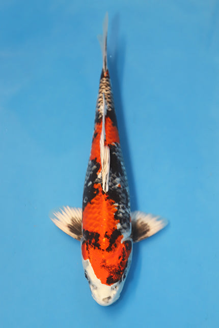 Kin Showa koi EK7016 bred by Satoshi Tanaka, 35cm male Nisai Japanese koi with metallic sumi and vibrant red beni