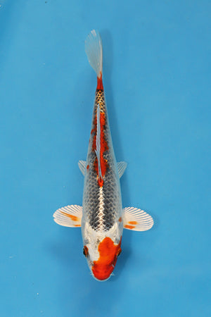 Beni Ginga koi EK7018 bred by Oofuchi Koi Farm, 21cm Nisai Japanese koi with metallic silver skin and vibrant red beni
