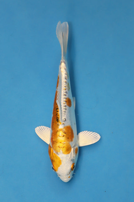 Doitsu Ki Matsuba koi EK7019 bred by Oofuchi Koi Farm, 20cm Nisai Japanese koi with metallic yellow skin and Matsuba reticulation