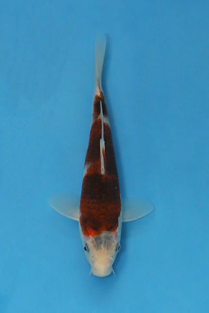 Budo Goromo koi EK7024 bred by Oofuchi Koi Farm, 24cm Nisai Japanese koi with deep wine-red beni pattern and refined Goromo reticulation