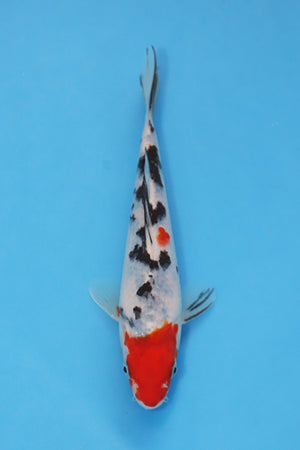Sanke koi EK7025 bred by Oofuchi Koi Farm, 21cm Nisai Japanese koi with red beni pattern, black sumi markings and bright white skin