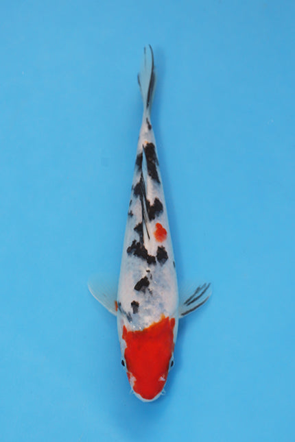 Sanke koi EK7025 bred by Oofuchi Koi Farm, 21cm Nisai Japanese koi with red beni pattern, black sumi markings and bright white skin
