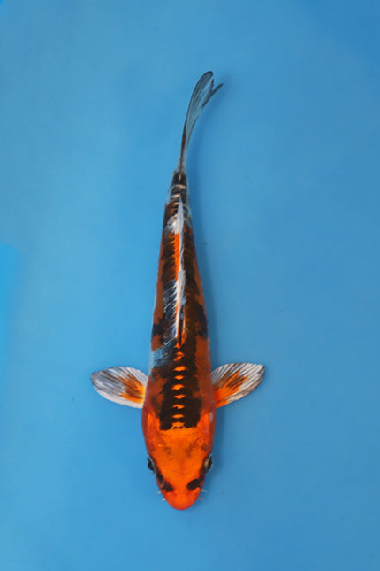 koi様 Kawarigoi Koi 18cm Nisai EK7028 | Oofuchi Koi UK