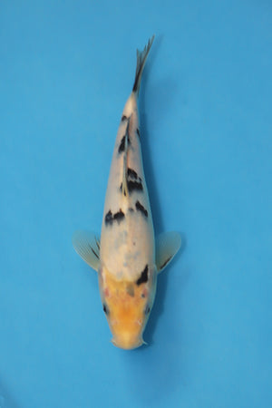 Shiro Bekko koi EK7029 bred by Hosokai Koi Farm, 23cm Japanese koi with clean white skin and balanced black sumi patterning, hand selected in Japan February 2026