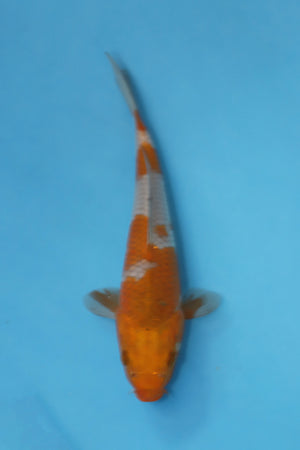 Ochiba Shigure koi EK7030 bred by Oofuchi Koi Farm, 24cm Nisai Japanese koi with bronze autumn leaf colouration and soft reticulated scaling