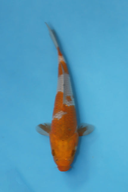 Ochiba Shigure koi EK7030 bred by Oofuchi Koi Farm, 24cm Nisai Japanese koi with bronze autumn leaf colouration and soft reticulated scaling