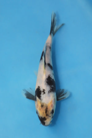 Shiro Utsuri koi EK7031 bred by Hosokai Koi Farm, 21cm Tosai Japanese koi with contrasting black sumi markings on bright white skin, hand selected in Japan February 2026