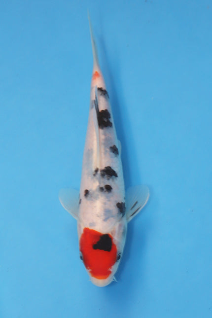 Sanke koi EK7035 from Fukasawa Koi Farm via Oofuchi, 20cm Nisai Japanese koi with red beni pattern, black sumi markings and bright white skin
