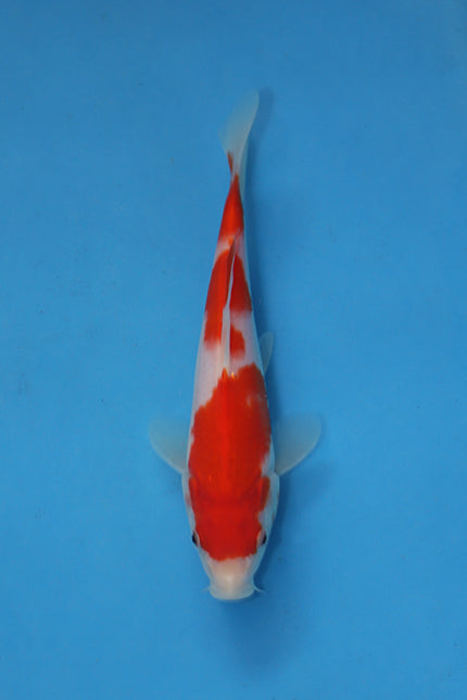 Kohaku Koi 21cm Nisai EK7037 | Fukasawa & Oofuchi Koi UK