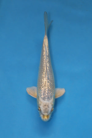 GinRin Kawarigoi koi EK7038 from Maruhiro Koi Farm, 23cm Nisai Japanese koi with sparkling silver GinRin scales and metallic skin
