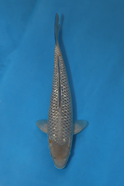 EK7047 Ginrin Soragoi Japanese koi carp 36cm Nisai from Maruhiro with sparkling ginrin scales and large body shape in blue bowl