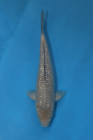 EK7047 Ginrin Soragoi Japanese koi carp 36cm Nisai from Maruhiro with sparkling ginrin scales and large body shape in blue bowl