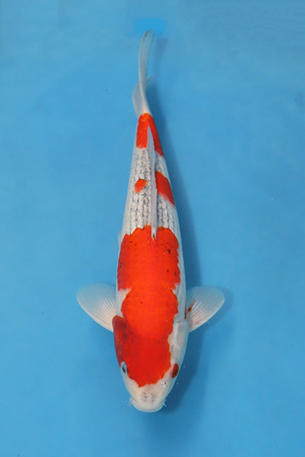 EK7048 Goshiki Japanese koi carp 36cm Nisai from Ikarashi Ozumi with vibrant red beni and reticulated scaling in blue bowl