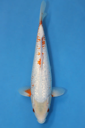 Snow / Yuki Asagi Japanese koi carp EK7049 from Ikarashi Ozumi Koi Farm, 37cm Nisai with white body and orange dorsal markings.