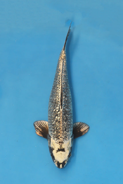EK7050 Ginrin Matsukawabake Japanese koi carp 40cm Nisai male from Takatatsu with silver Ginrin scaling and changing black pine bark pattern in blue bowl