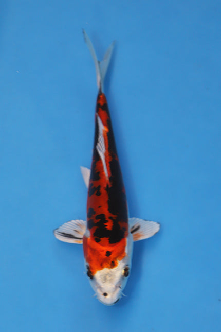 EK7054 Kawarigoi Japanese koi carp 17cm Nisai from Kase with deep black sumi, vibrant red beni and white highlights in blue bowl