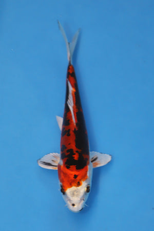 EK7054 Kawarigoi Japanese koi carp 17cm Nisai from Kase with deep black sumi, vibrant red beni and white highlights in blue bowl