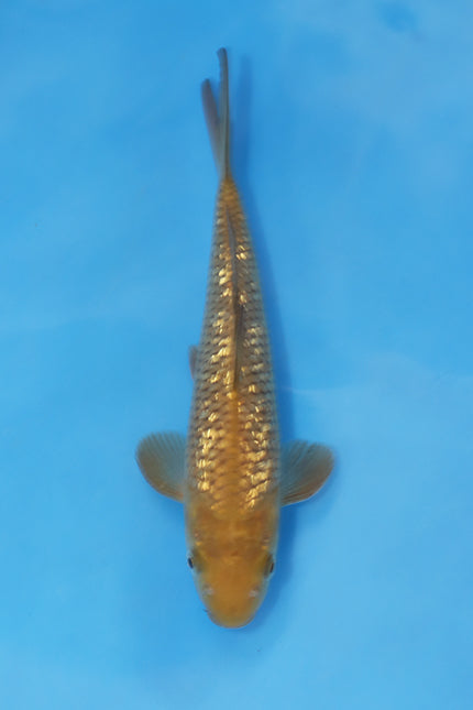 EK7055 Ginrin Chagoi Japanese koi carp 22cm Nisai from Maruhiro with rich chocolate brown colouring and sparkling ginrin scales in blue bowl