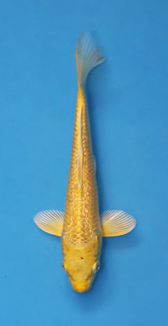 EK7056 Ginrin Yamabuki Ogon Japanese koi carp 20cm Nisai from Maruhiro with bright golden colouration and sparkling ginrin scales in blue bowl