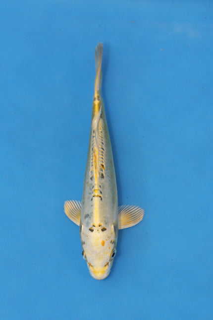 EK7057 Doitsu Ki Matsuba Japanese koi carp 21cm Nisai from Maruhiro with yellow skin, dorsal mirror scales and pine needle Matsuba pattern in blue bowl