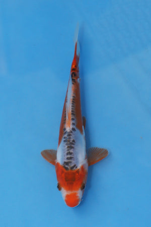 EK7058 Shusui Japanese koi carp 22cm Nisai from Maruhiro with vibrant red beni, clean white skin and symmetrical blue dorsal scales in blue bowl