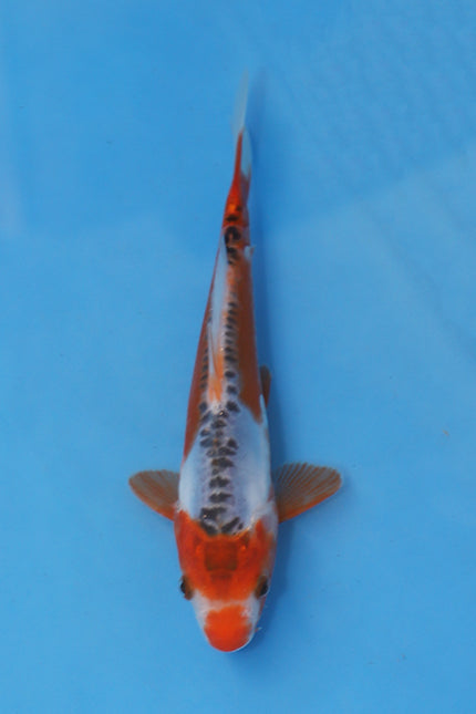 EK7058 Shusui Japanese koi carp 22cm Nisai from Maruhiro with vibrant red beni, clean white skin and symmetrical blue dorsal scales in blue bowl