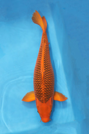 EK7059 Aka Matsuba Japanese koi carp 67cm Sansai from Maruhiro featuring deep orange-red beni, strong pinecone matsuba reticulation and powerful body conformation in blue bowl.
