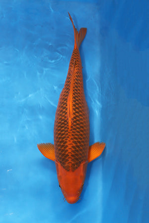 EK7059 Aka Matsuba Japanese koi carp 67cm Sansai from Maruhiro featuring deep orange-red beni, strong pinecone matsuba reticulation and powerful body conformation in blue bowl.