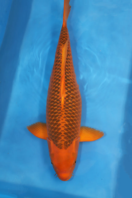 EK7059 Aka Matsuba Japanese koi carp 67cm Sansai from Maruhiro featuring deep orange-red beni, strong pinecone matsuba reticulation and powerful body conformation in blue bowl.