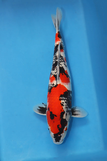 EK7060 Showa Japanese koi carp 57cm Nisai from Maruhiro featuring powerful red beni, deep black sumi and bright white shiroji in blue bowl