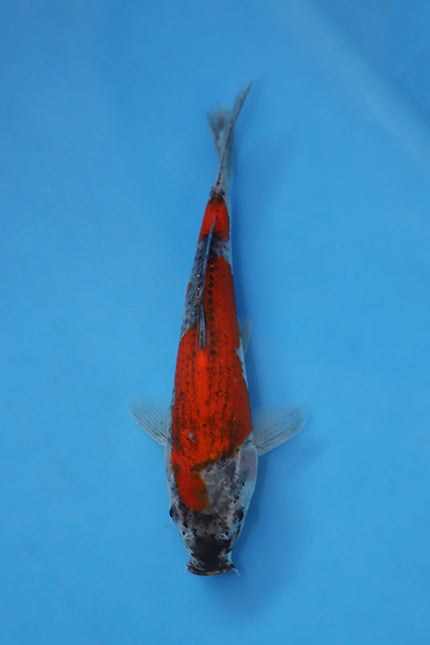 EK7061 Goshiki Japanese koi carp 21cm Nisai from Oofuchi Fukasawa Koi Farm with vibrant red beni and developing reticulated pattern in blue bowl