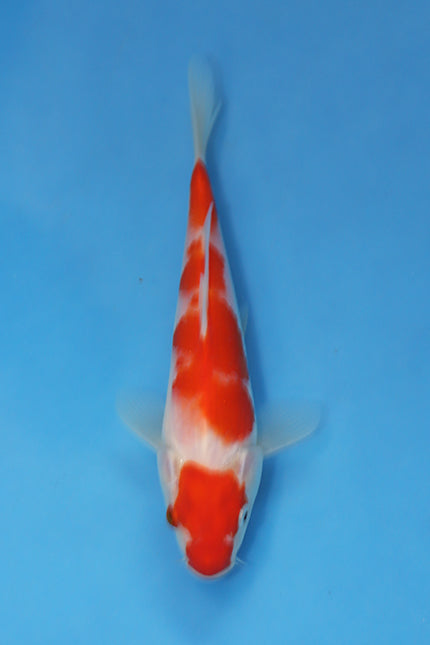 EK7062 Kohaku Japanese koi carp 20cm Nisai from Oofuchi Koi Farm featuring vibrant red beni and bright white shiroji in blue bowl