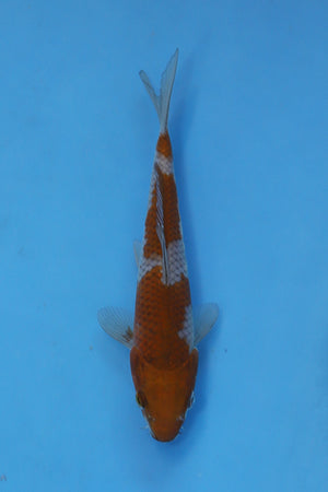 EK7063 Ochiba Shigure Japanese koi carp 21cm Nisai from Oofuchi Koi Farm featuring warm bronze colouring and attractive reticulation in blue bowl