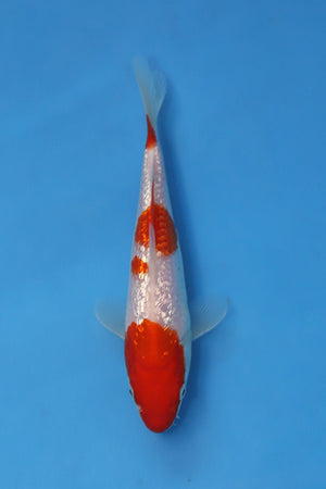 EK7064 Ginrin Kohaku Japanese koi carp 19cm Nisai from Oofuchi Koi Farm featuring sparkling Ginrin scales, vibrant red beni and bright white shiroji in blue bowl
