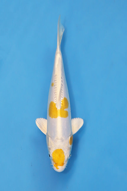 EK7065 Doitsu Hariwake bred by Yamasan Koi Farm, 24cm Nisai Japanese koi with bright yellow metallic pattern and white body.