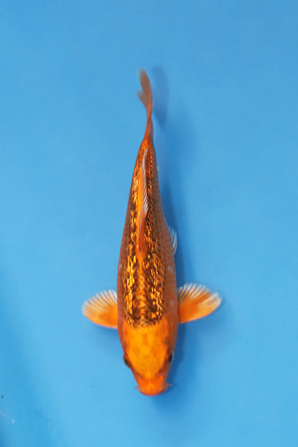 EK7066 GinRin Kin Matsuba Japanese Koi 19cm Nisai bred by Maruhiro Koi Farm featuring metallic golden skin and sparkling GinRin scales