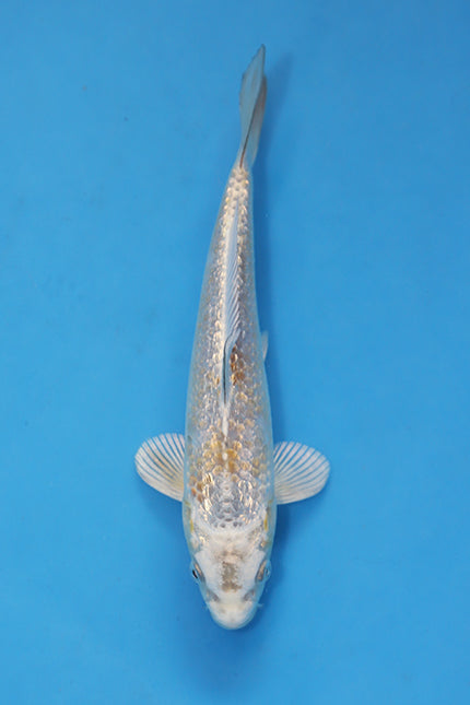 EK7067 Kawarigoi Japanese Koi 23cm Nisai bred by Maruhiro Koi Farm featuring metallic silver-white skin and unique scale definition