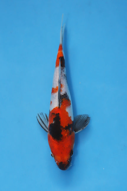 Showa Koi EK7068 bred by Maruhiro Koi Farm, 22cm Nisai Japanese koi with bold black sumi, vibrant red beni and bright white shiroji.