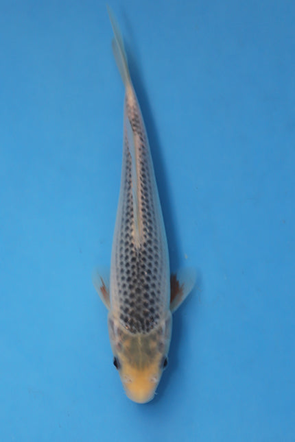 Asagi Koi 21cm Tosai from Ogata Koi Farm Japan EK7069 available from Elite Koi UK