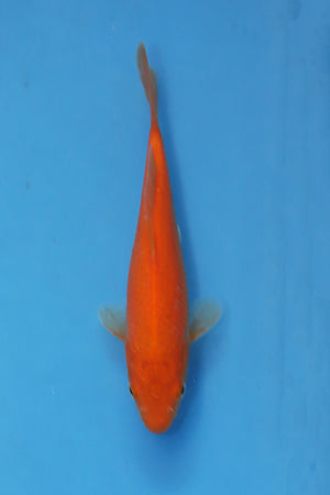 Red Eyed Red Karashigoi Koi 19cm Tosai from Ogata Koi Farm Japan EK7070 available from Elite Koi UK