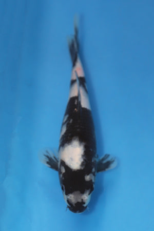 Shiro Utsuri Koi 23cm Tosai from Ogata Koi Farm Japan EK7071 available from Elite Koi UK