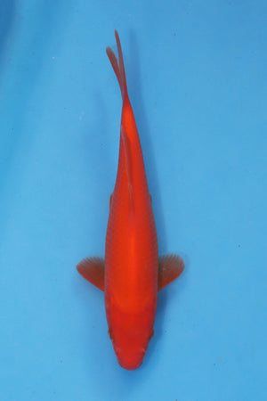 Benigoi Koi 21cm Tosai from Ogata Koi Farm Japan EK7072 available from Elite Koi UK