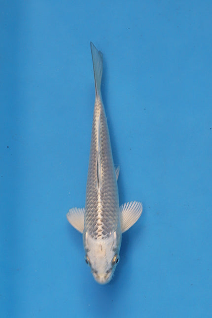 Gin Matsuba Koi 19cm Nisai from Maruhiro Koi Farm Japan EK7073 available from Elite Koi UK