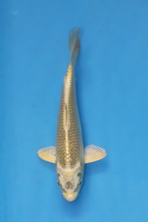 Mukashi Ogon Koi 19cm Nisai from Maruhiro Koi Farm Japan EK7074 available from Elite Koi UK
