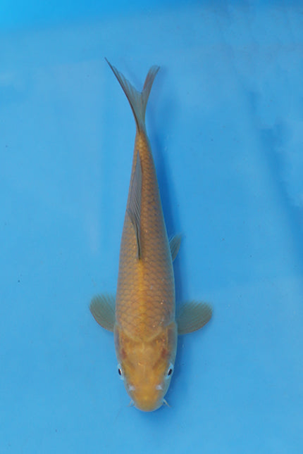 Chagoi Koi 23cm Nisai from Maruhiro Koi Farm Japan EK7075 available from Elite Koi UK