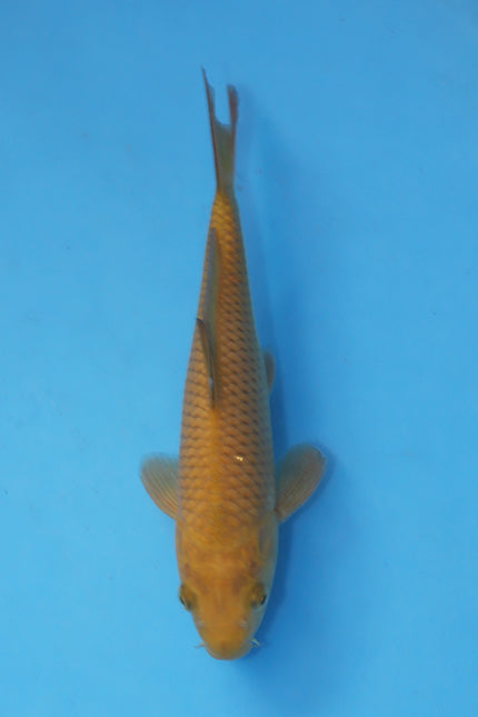 Chagoi Koi 22cm Nisai from Maruhiro Koi Farm Japan EK7076 available from Elite Koi UK