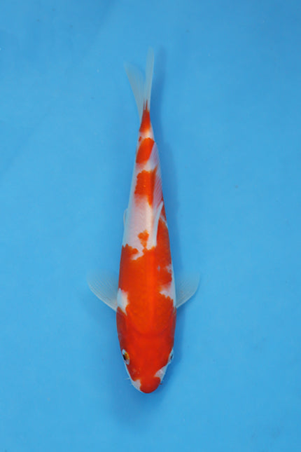 Kohaku Koi 21cm Nisai from Oofuchi Koi Farm Japan EK7077 available from Elite Koi UK